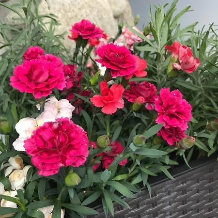 Goscinne U Zoski * Murzasichle